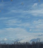 6-116608-g.jpg