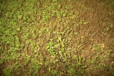 8-171585-Grass2.JPG
