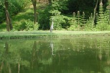 317962-9herron.JPG