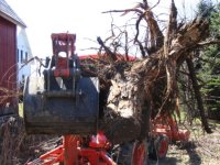 629397-stump1.JPG