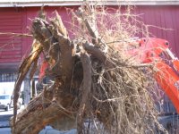 629406-stump2.JPG