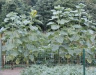 711088-sunflowers1 (458 x 358).jpg