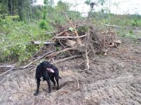 712949-Removing Stumps 036 (Small) (2).jpg