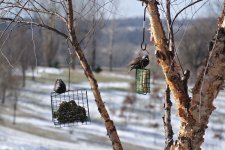 Starlings.jpg