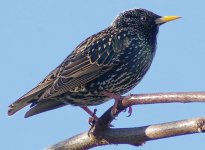 starling1.jpg
