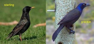 gackle-vs-starling.jpg
