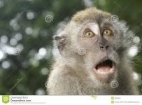 startled monkey.jpg
