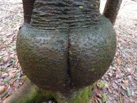 MoonTree2.jpg