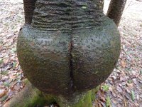 MoonTree2_X.JPG