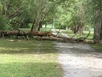 DrivewayTree.jpg
