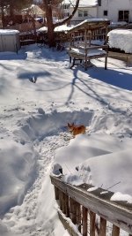 ellie-in-snow.jpg