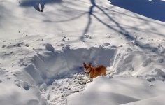 ellie-in-snow2.jpg