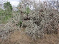 tree on fence.jpg