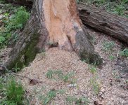 Chipped tree bottom front.jpg