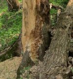 Chipped tree bottom side.jpg