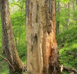 Chipped tree middle side.jpg