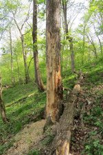 Chipped tree side.jpg