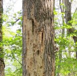 Chipped tree top side.jpg