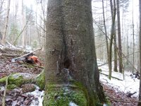 BigFir1.JPG