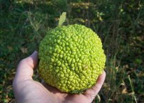 Osage_orange_1.jpg