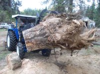 garage tree stump 002.jpg