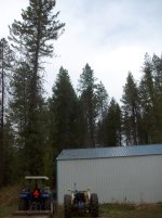 Garage tree drop 001.jpg