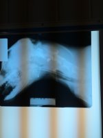Xray.jpg