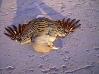Bird1.jpg