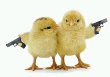 chicks-with-guns.jpg