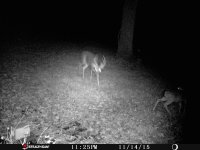 Wildlife 2015 005.JPG
