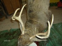Wildlife 2015 011.jpg