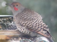Flicker 1-23-09.jpg