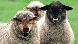 sheep1.gif