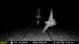 Trail camera 001.jpg