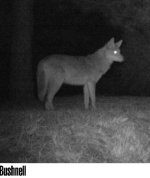 yote.JPG