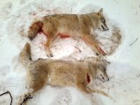 2013 coyote double-1.jpg