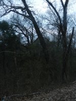 Tree 3.jpg