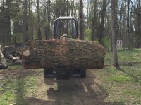 Big log 2.jpg