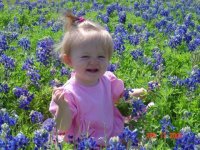 630686-blue bonnets.jpg