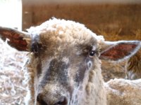713270-sheep_inyourface.jpg