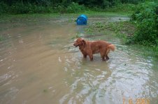 713453-flood2.jpg