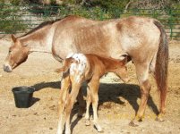 835610-new baby for tbn.jpg