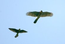 788225-AJH-coop and merlin.jpg