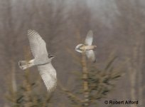 788235-gos after dove.jpg