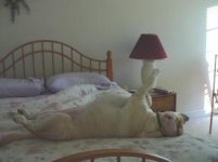 751516-Belly Up On Bed.jpg