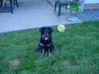 751519-New_Girl_Backyard.JPG