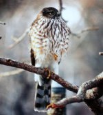 788242-SharpShinHawkMF.jpg