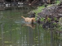 714763-Otto - Hunting Frogs.jpg