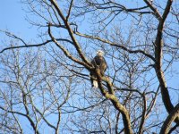 Bald Eagle (2) (Large).JPG