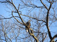 Bald Eagle (3) (Large).JPG